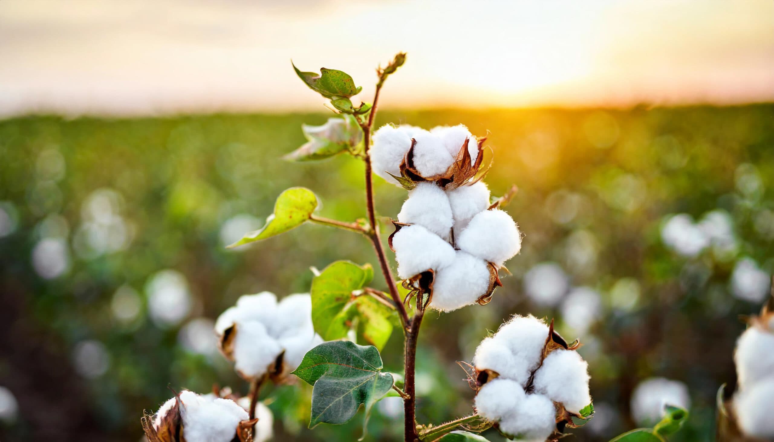 Cotton